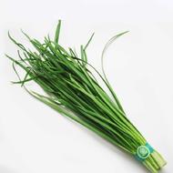 蔬菜名稱:【燎原特惠】新鮮韭菜綠色種植綠色無公害蔬菜新鮮青菜順豐
